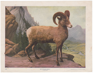 Mountain Sheep